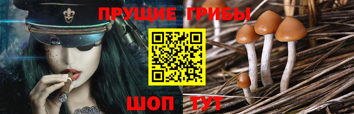 Галлюциногенные грибы Psilocybine cubensis Краснодар